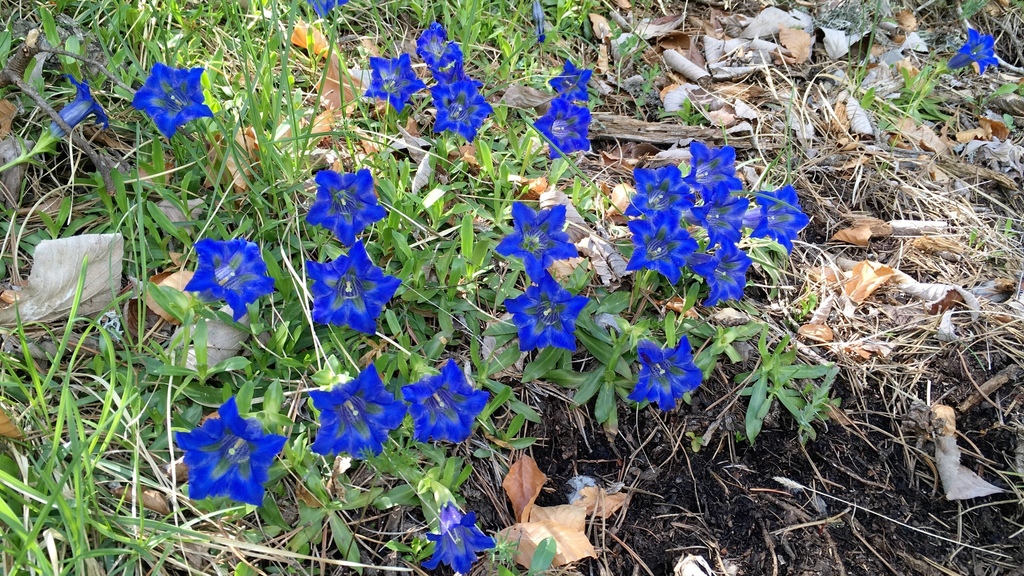 Gentiana angustifolia