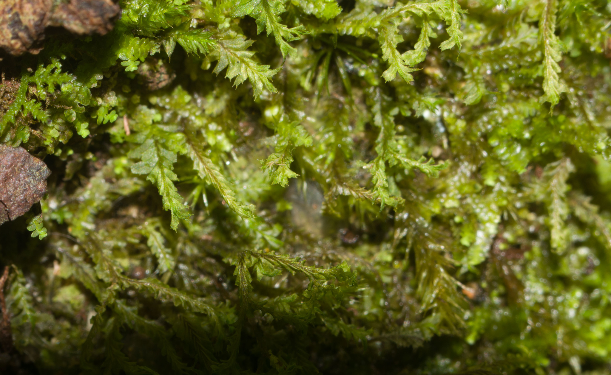 Plagiochila remyana