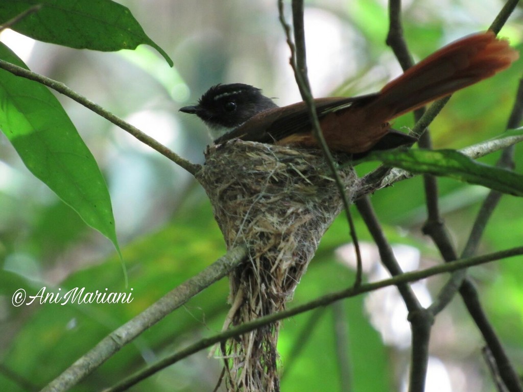 Rufous-Tailed Fantail
