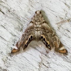 Eoparargyractis irroratalis