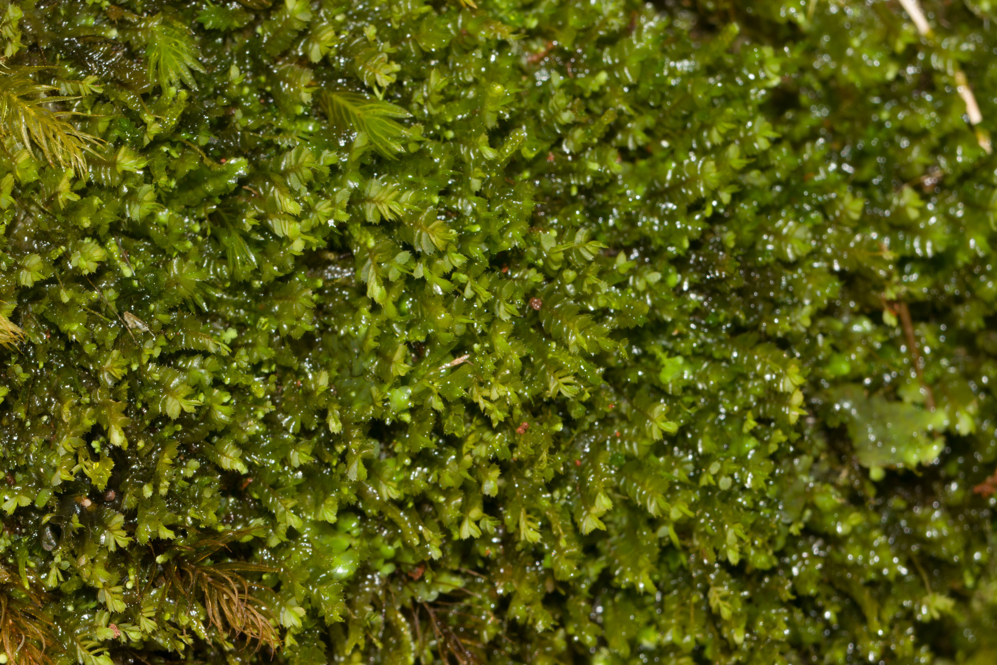 Plagiochila gaudichaudii