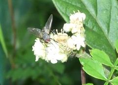 Rutilotrixa lateralis