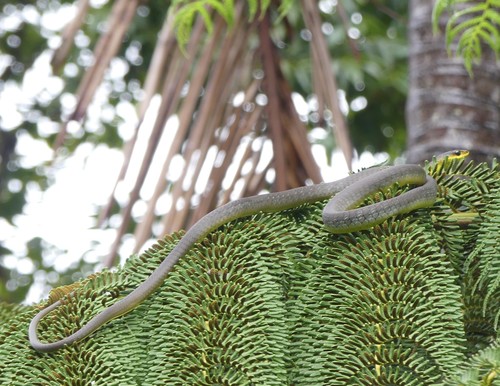 Common Tree Snake sighting