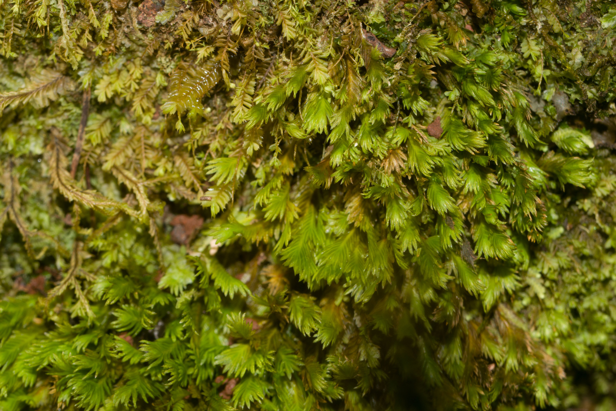 Fissidens pacificus