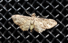 Chloroclystis mniochroa