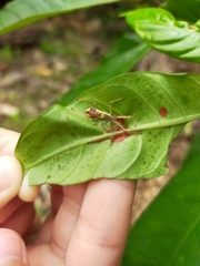 Epidaus sexspinus