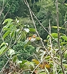 Danaus melanippus hegesippus