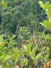 Danaus melanippus hegesippus