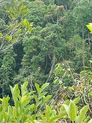 Danaus melanippus hegesippus