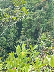 Danaus melanippus hegesippus