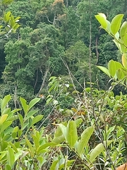 Danaus melanippus hegesippus