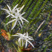 African Onion Plant - Photo (c) Jay Pruett, some rights reserved (CC BY-NC), uploaded by Jay Pruett