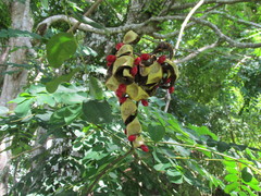 Adenanthera pavonina