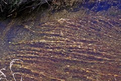 Potamogeton cheesemanii