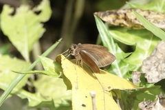 Ancistroides nigrita