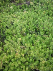 Persoonia chamaepitys
