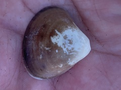 Crassula aequilatera