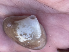 Crassula aequilatera