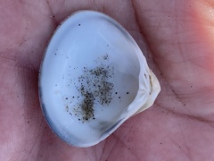 Crassula aequilatera