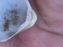 Crassula aequilatera