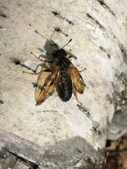 Cimbicidae