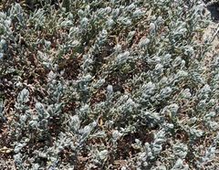 Extriplex californica