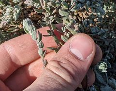 Extriplex californica