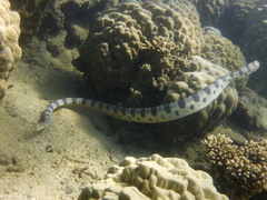 Hydrophis major