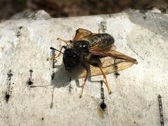 Cimbicidae
