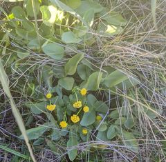 Sanicula maritima