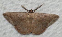 Polycrasta cinereomarginata