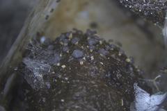 Didymium squamulosum