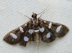 Desmia discrepans