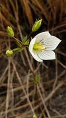 Gentianella montana ionostigma