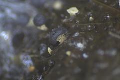 Didymium squamulosum