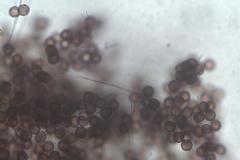 Didymium squamulosum