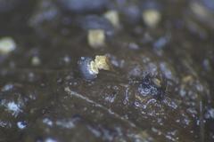 Didymium squamulosum