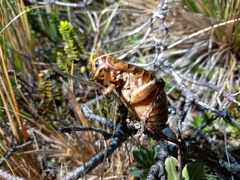 Deinacrida tibiospina