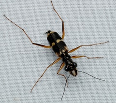 Distipsidera sericea