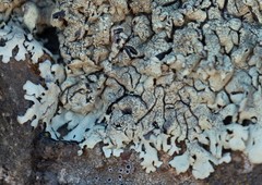 Xanthoparmelia mexicana