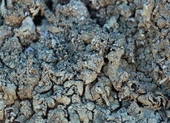 Xanthoparmelia mexicana