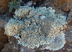 Xanthoparmelia mexicana