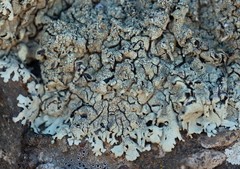 Xanthoparmelia mexicana