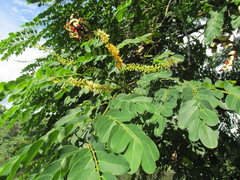 Adenanthera pavonina