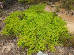 Persoonia chamaepitys