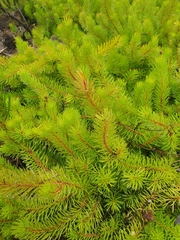 Persoonia chamaepitys