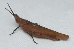 Desmoptera truncatipennis