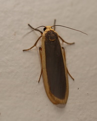 Brunia dorsalis