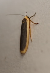 Brunia dorsalis