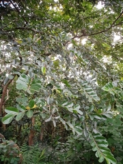 Antidesma ghaesembilla